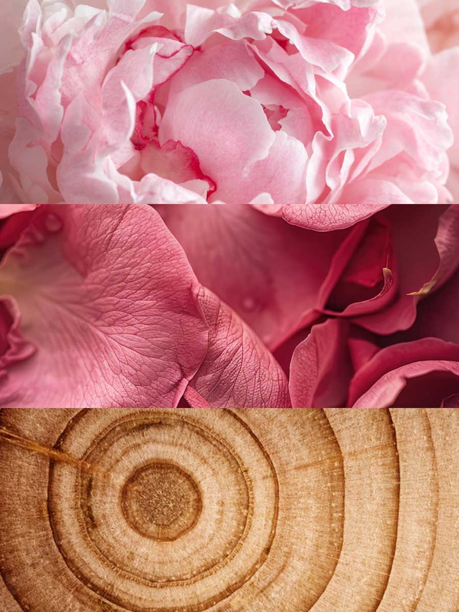 Copy of C_VVF16-COQ100.jpg