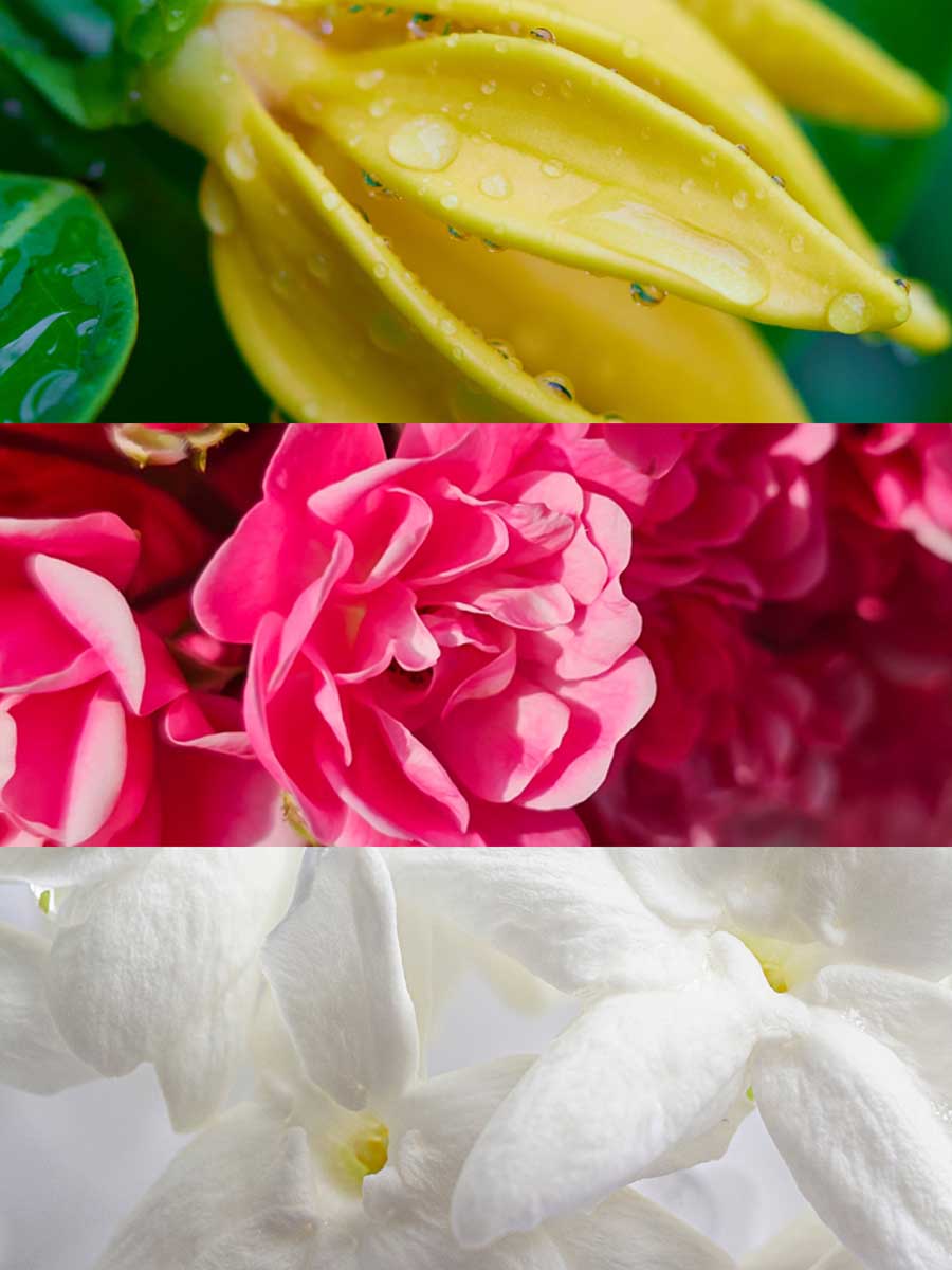 Copy of C_VVF16-HEL100.jpg