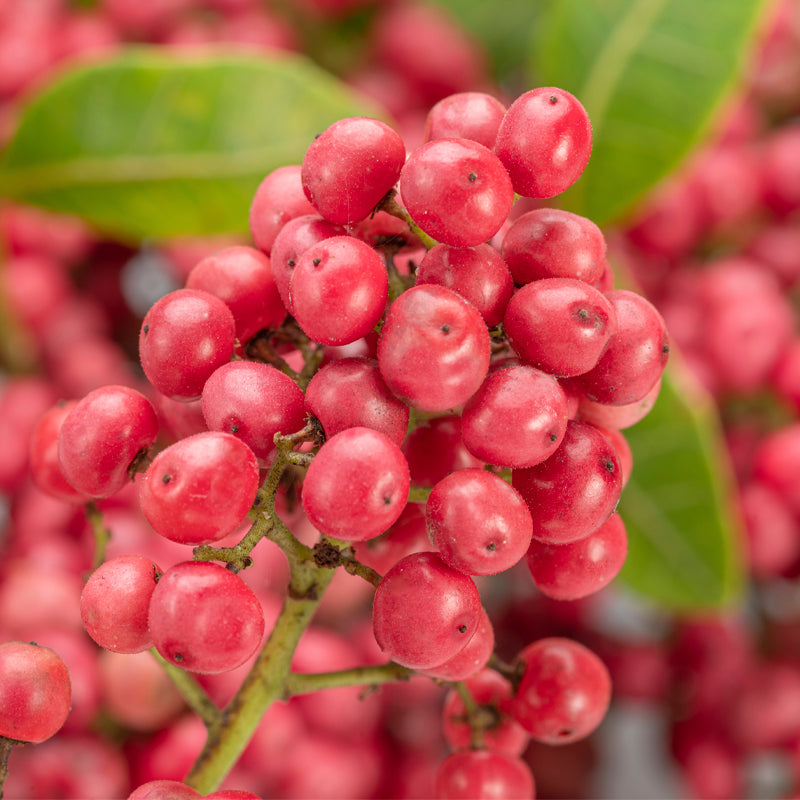 pink-pepper-base