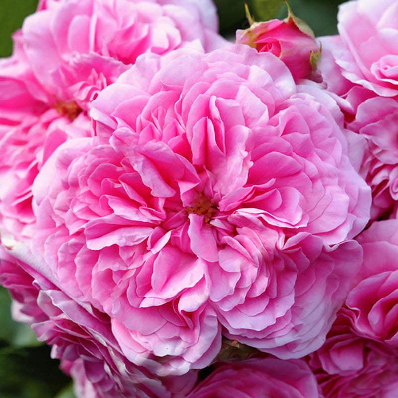 rose-heart