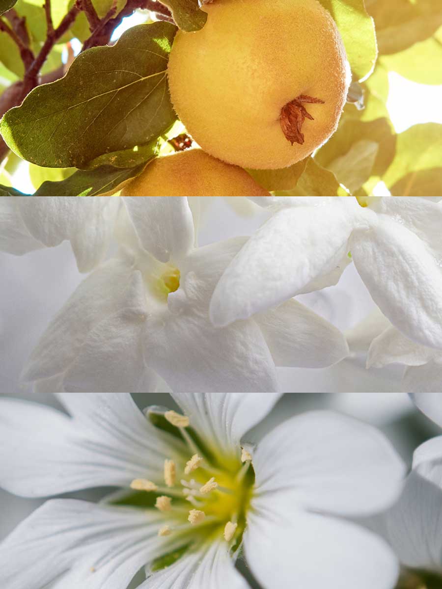 Copy of C_VVF16-SOY100.jpg