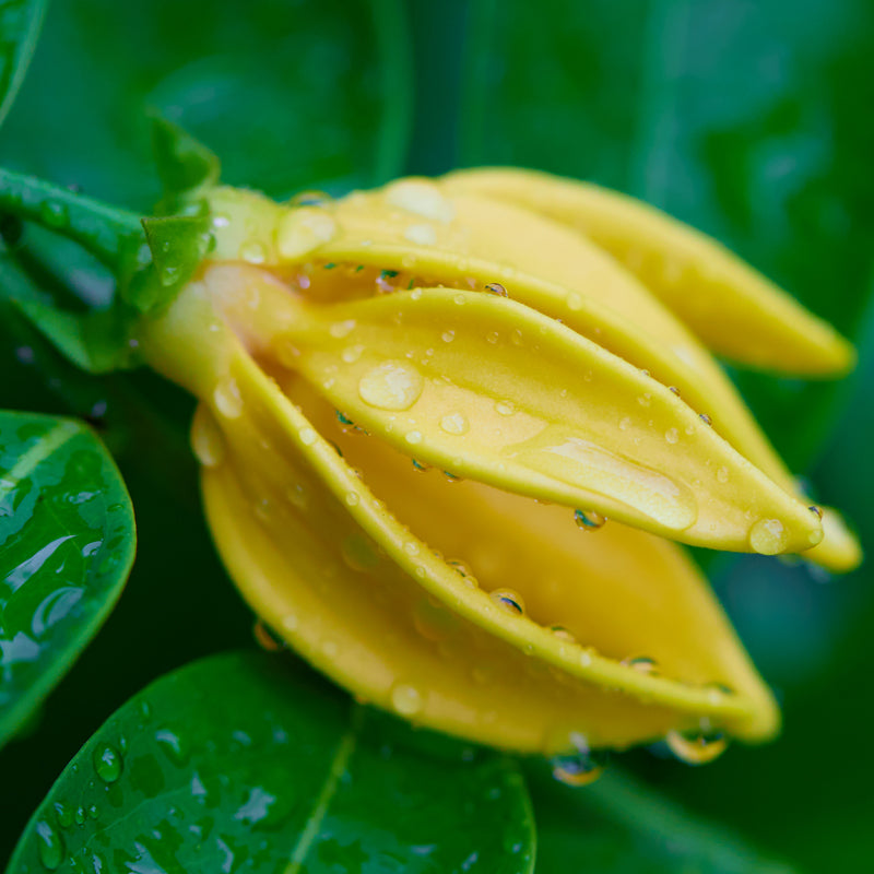 ylang-ylang-top