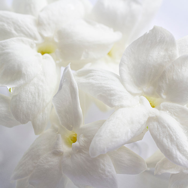 jasmine-top